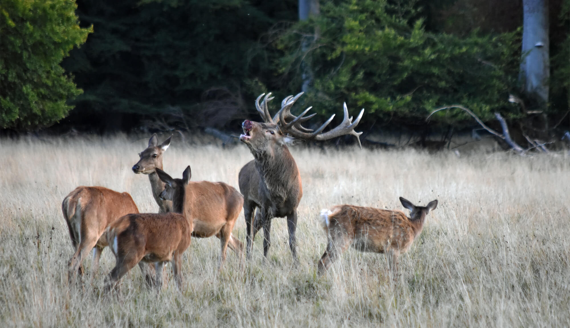 Guided tour of Jægersborg Dyrehave (The Deer Park) – University of  Copenhagen